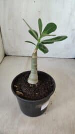 ENXERTO 11828 – 20cm (cor LM 75) - Imagem 3