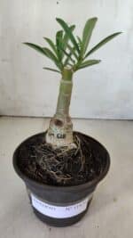 ENXERTO 11829 – 20cm (cor LM 618) - Imagem 2