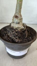 ENXERTO 11829 – 20cm (cor LM 618) - Imagem 4