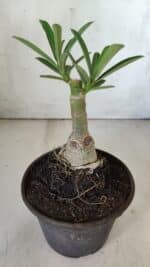 ENXERTO 11829 – 20cm (cor LM 618) - Imagem 3