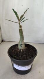 ENXERTO 11830 – 20cm (cor LM 424) - Imagem 2