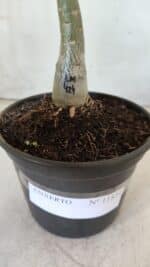 ENXERTO 11830 – 20cm (cor LM 424) - Imagem 4