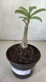 ENXERTO 11831 – 20cm (cor LM 08) - Imagem 2