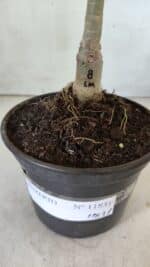 ENXERTO 11831 – 20cm (cor LM 08) - Imagem 4