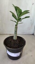 ENXERTO 11832 – 20cm (cor LM 491) - Imagem 2