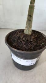 ENXERTO 11832 – 20cm (cor LM 491) - Imagem 4