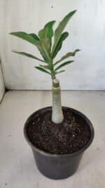 ENXERTO 11832 – 20cm (cor LM 491) - Imagem 3