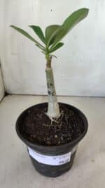 ENXERTO 11833 – 20cm (cor LM 976) - Imagem 2