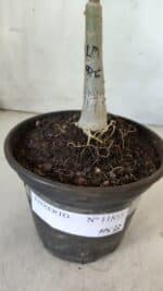 ENXERTO 11833 – 20cm (cor LM 976) - Imagem 4