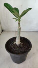 ENXERTO 11833 – 20cm (cor LM 976) - Imagem 3