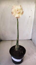 ENXERTO 11834 – 30cm (cor LM 974) - Imagem 2