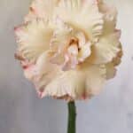 ENXERTO 11834 – 30cm (cor LM 974)