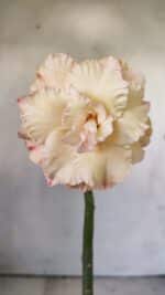 ENXERTO 11834 – 30cm (cor LM 974)