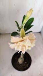 ENXERTO 11834 – 30cm (cor LM 974) - Imagem 4