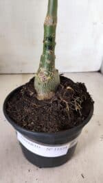 ENXERTO 11834 – 30cm (cor LM 974) - Imagem 6