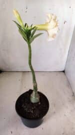 ENXERTO 11834 – 30cm (cor LM 974) - Imagem 5