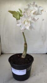 ENXERTO 11835 – 25cm (cor LM 615) - Imagem 2