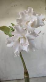 ENXERTO 11835 – 25cm (cor LM 615)