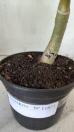 ENXERTO 11835 – 25cm (cor LM 615) - Imagem 6