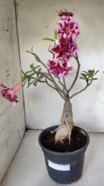 ENXERTO 11836 – 40cm (cor LM 98) - Imagem 2