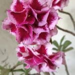 ENXERTO 11836 – 40cm (cor LM 98)