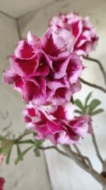 ENXERTO 11836 – 40cm (cor LM 98)