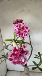 ENXERTO 11836 – 40cm (cor LM 98) - Imagem 5