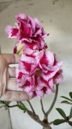 ENXERTO 11836 – 40cm (cor LM 98) - Imagem 6