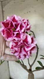 ENXERTO 11836 – 40cm (cor LM 98) - Imagem 4