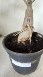 ENXERTO 11836 – 40cm (cor LM 98) - Imagem 9