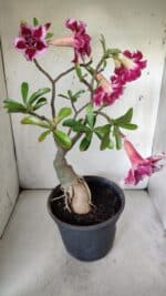 ENXERTO 11836 – 40cm (cor LM 98) - Imagem 8