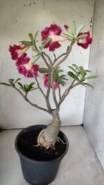 ENXERTO 11836 – 40cm (cor LM 98) - Imagem 7