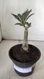 ENXERTO 11837 – 20cm (cor LM 992) - Imagem 2