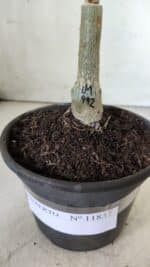 ENXERTO 11837 – 20cm (cor LM 992) - Imagem 4