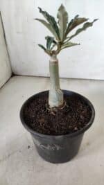 ENXERTO 11837 – 20cm (cor LM 992) - Imagem 3