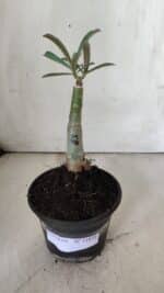 ENXERTO 11838 – 20cm (cor LM 978) - Imagem 2