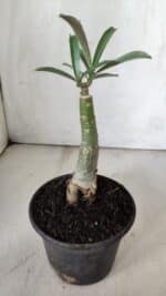 ENXERTO 11838 – 20cm (cor LM 978) - Imagem 3