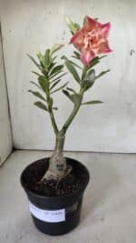 ENXERTO 11839 – 25cm (cor LM 728) - Imagem 2