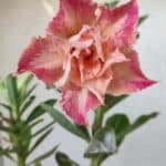 ENXERTO 11839 – 25cm (cor LM 728)