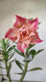 ENXERTO 11839 – 25cm (cor LM 728)