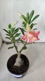 ENXERTO 11839 – 25cm (cor LM 728) - Imagem 4