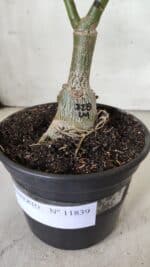 ENXERTO 11839 – 25cm (cor LM 728) - Imagem 7