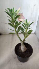 ENXERTO 11839 – 25cm (cor LM 728) - Imagem 6