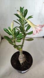 ENXERTO 11839 – 25cm (cor LM 728) - Imagem 5