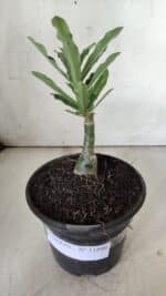 ENXERTO 11840 – 20cm (cor LM 997) - Imagem 2