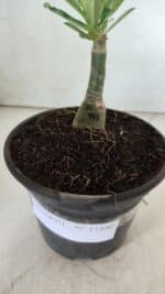 ENXERTO 11840 – 20cm (cor LM 997) - Imagem 4