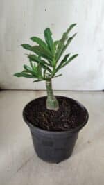 ENXERTO 11840 – 20cm (cor LM 997) - Imagem 3