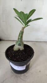 ENXERTO 11841 – 20cm (cor LM 512) - Imagem 2