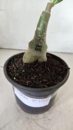 ENXERTO 11841 – 20cm (cor LM 512) - Imagem 4