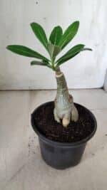 ENXERTO 11841 – 20cm (cor LM 512) - Imagem 3